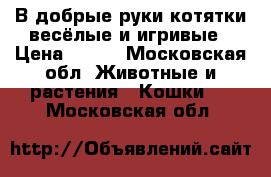 В добрые руки котятки весёлые и игривые › Цена ­ 103 - Московская обл. Животные и растения » Кошки   . Московская обл.